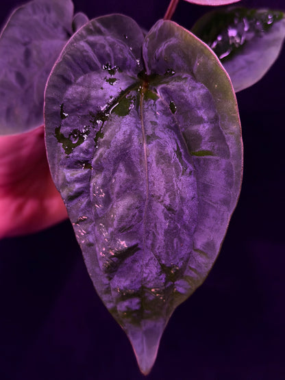 Anthurium Dressleri (F2 x Black) x Dressleri RG F1B--Exact Seedling "A"