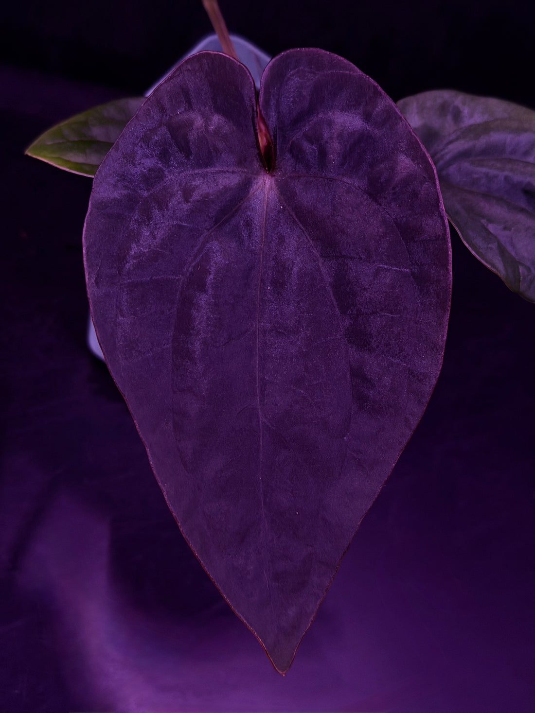 Anthurium Dressleri (F2 x Black) x Dressleri RG F1B--Exact Seedling "B"