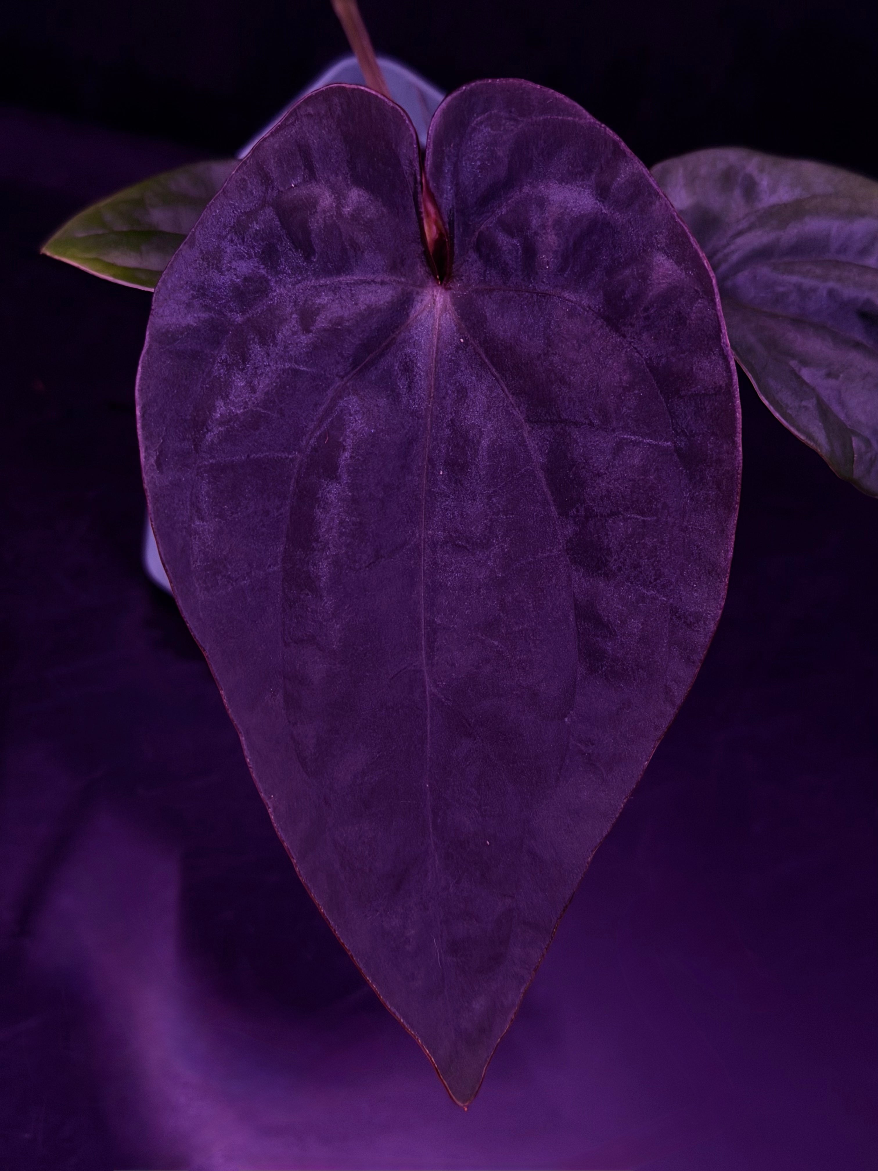 Anthurium Dressleri (F2 x Black) x Dressleri RG F1B--Exact Seedling "B"