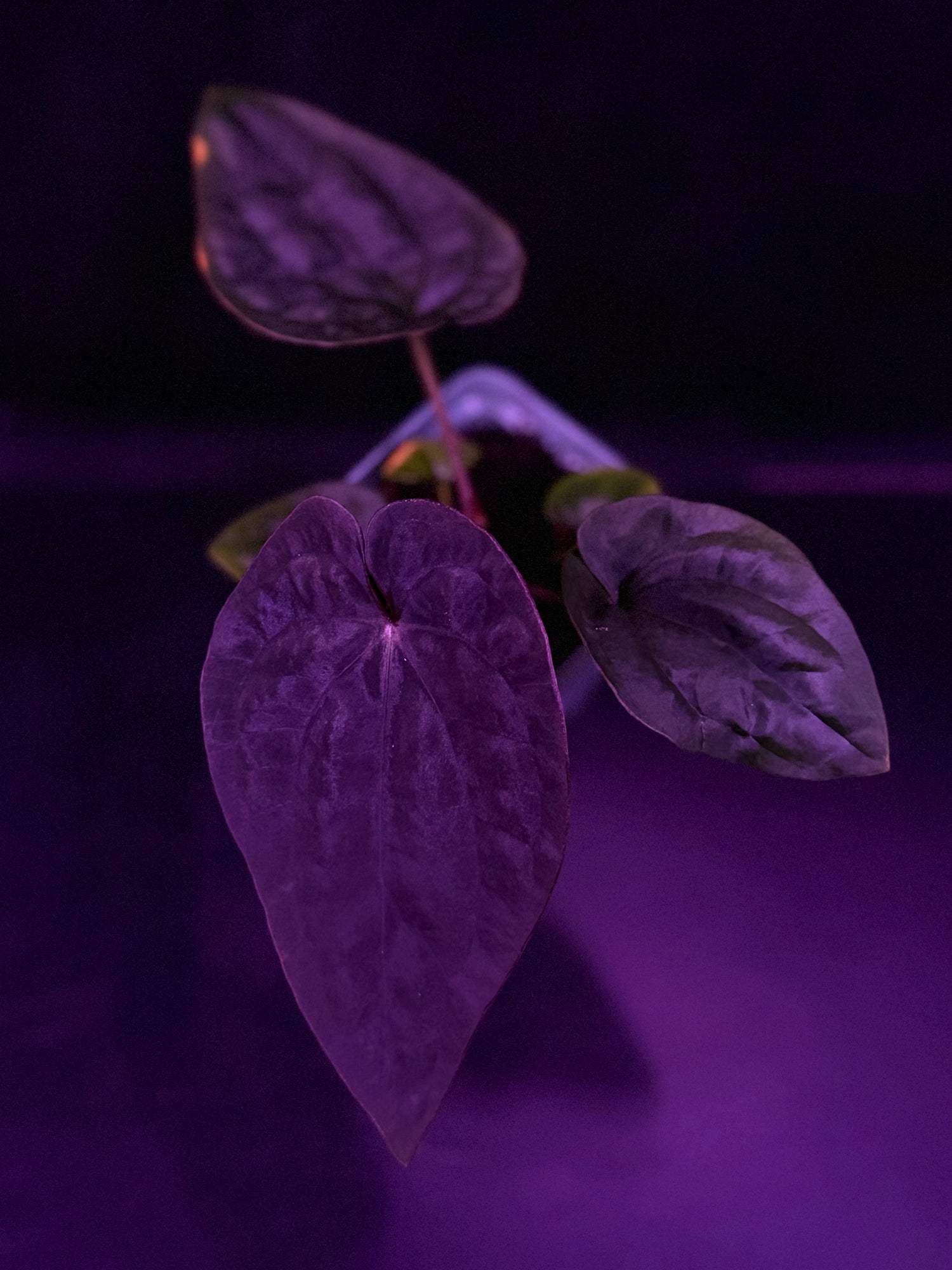 Anthurium Dressleri (F2 x Black) x Dressleri RG F1B--Exact Seedling "B"