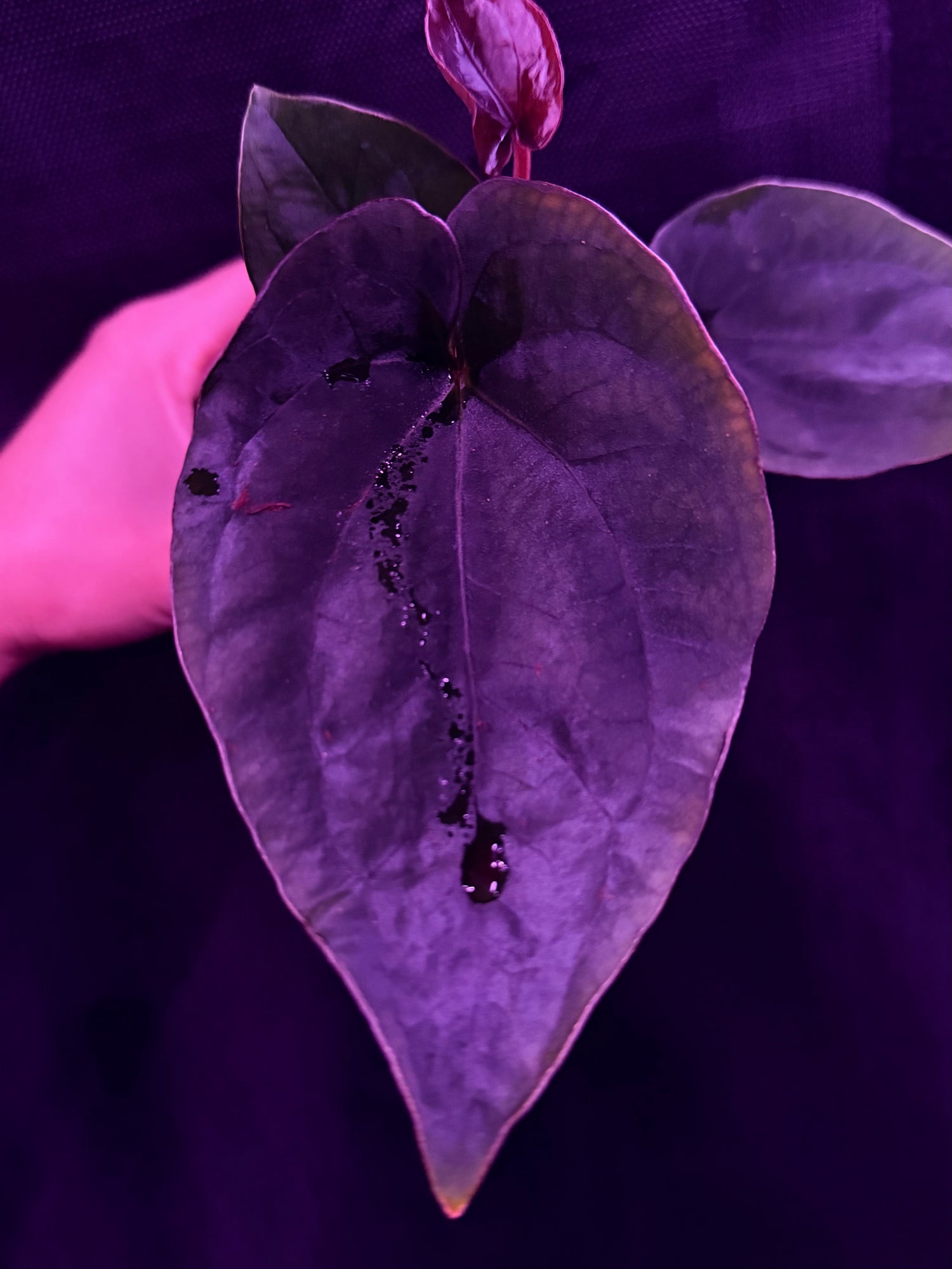 Anthurium Dressleri (F2 x Black) x Dressleri RG F1B--Exact Seedling "C"