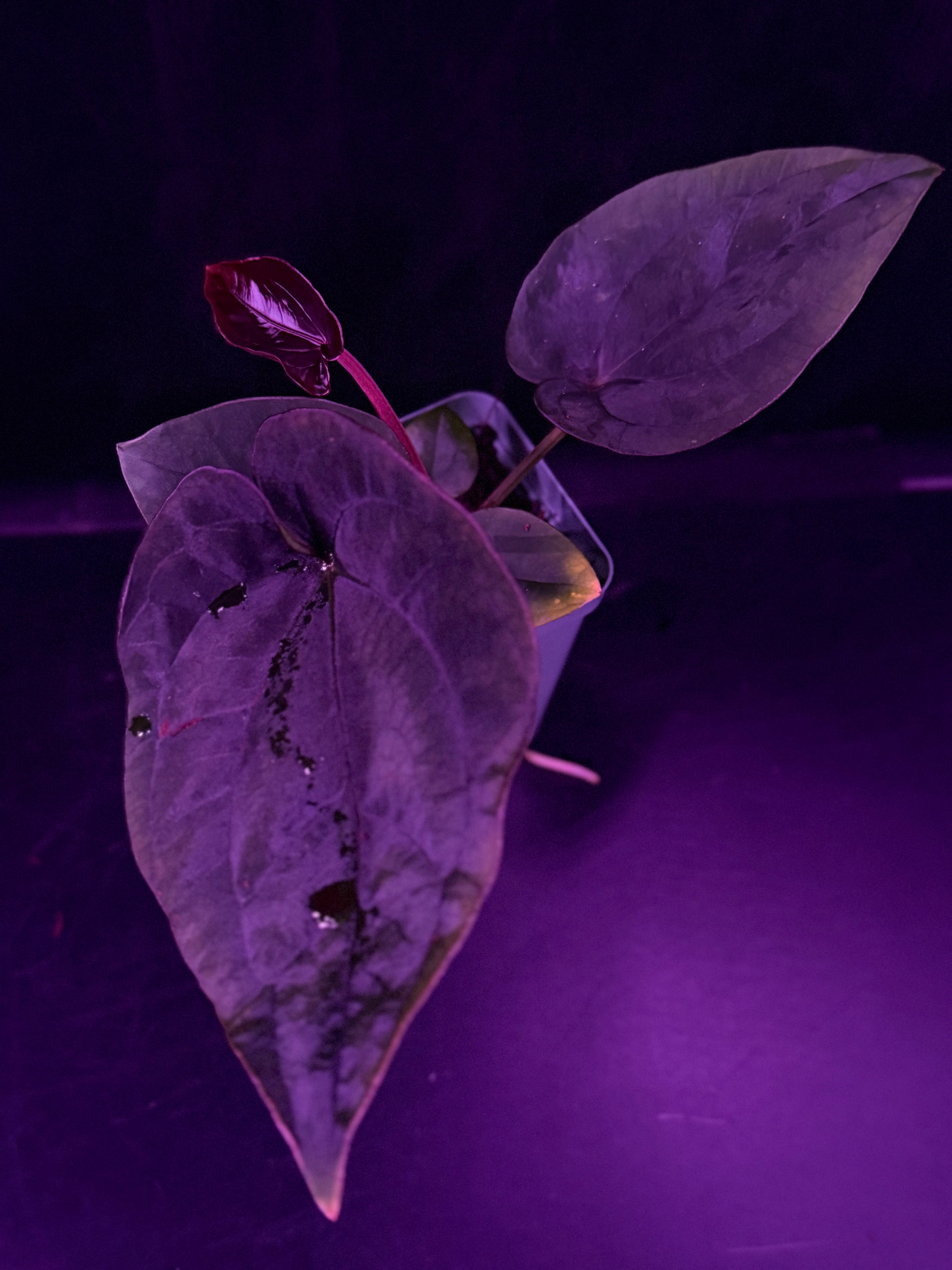 Anthurium Dressleri (F2 x Black) x Dressleri RG F1B--Exact Seedling "C"