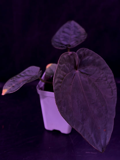 Anthurium Dressleri (F2 x Black) x Dressleri RG F1B--Exact Seedling "D"