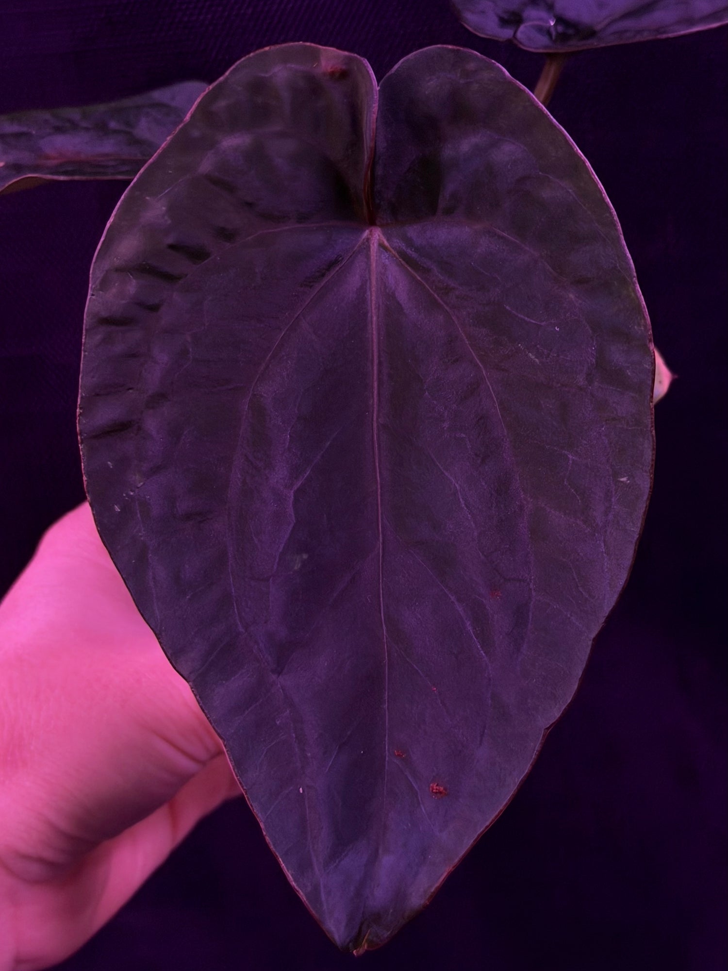 Anthurium Dressleri (F2 x Black) x Dressleri RG F1B--Exact Seedling "D"