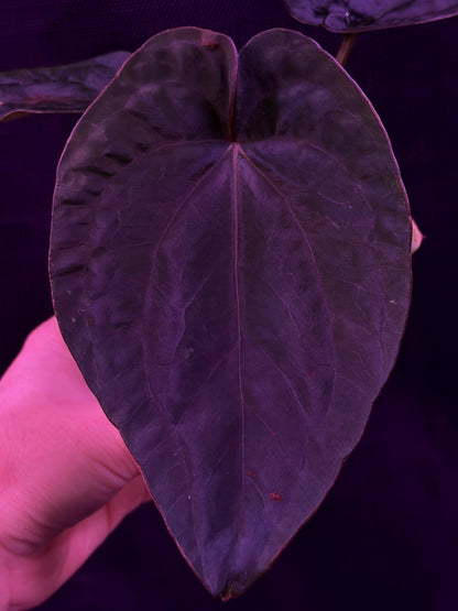 Anthurium Dressleri (F2 x Black) x Dressleri RG F1B--Exact Seedling "D"