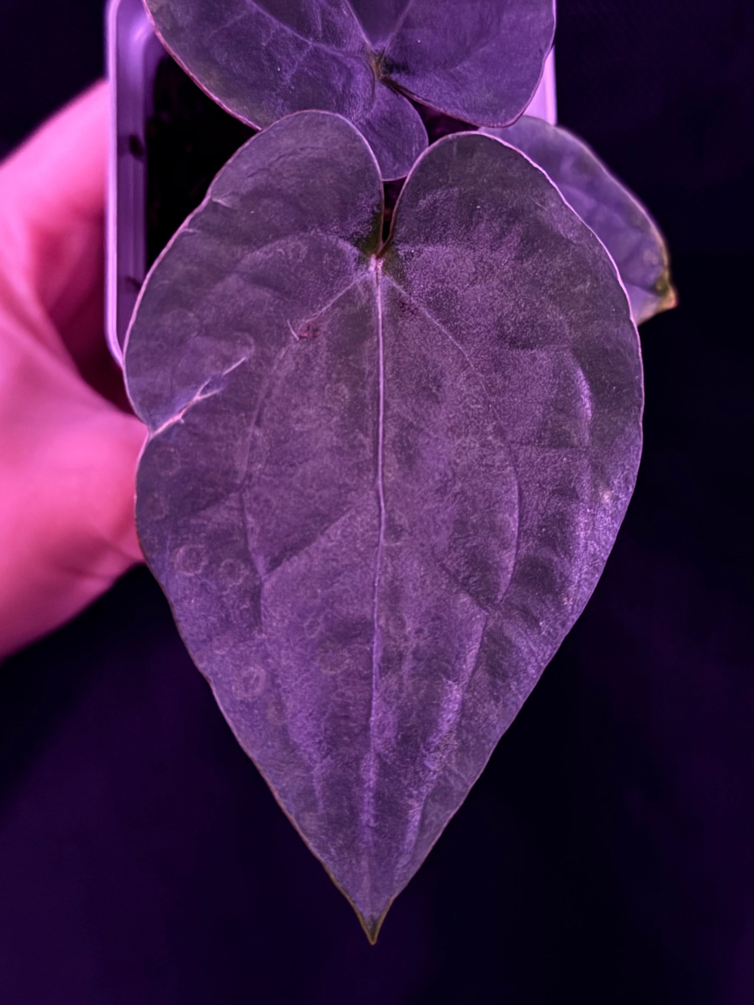 Anthurium RG Dressleri F1A x Night Dragon--Exact Seedling "A"