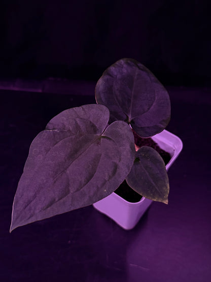 Anthurium RG Dressleri F1A x Night Dragon--Exact Seedling "A"