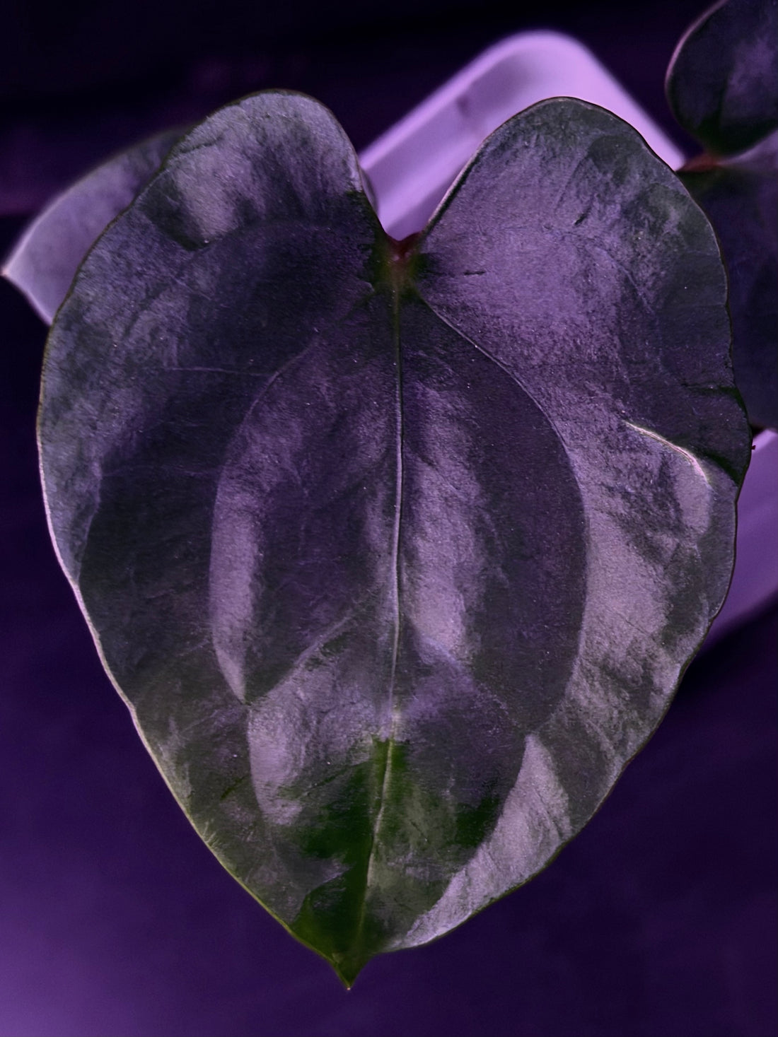 Anthurium RG Dressleri F1A x Night Dragon--Exact Seedling "B"