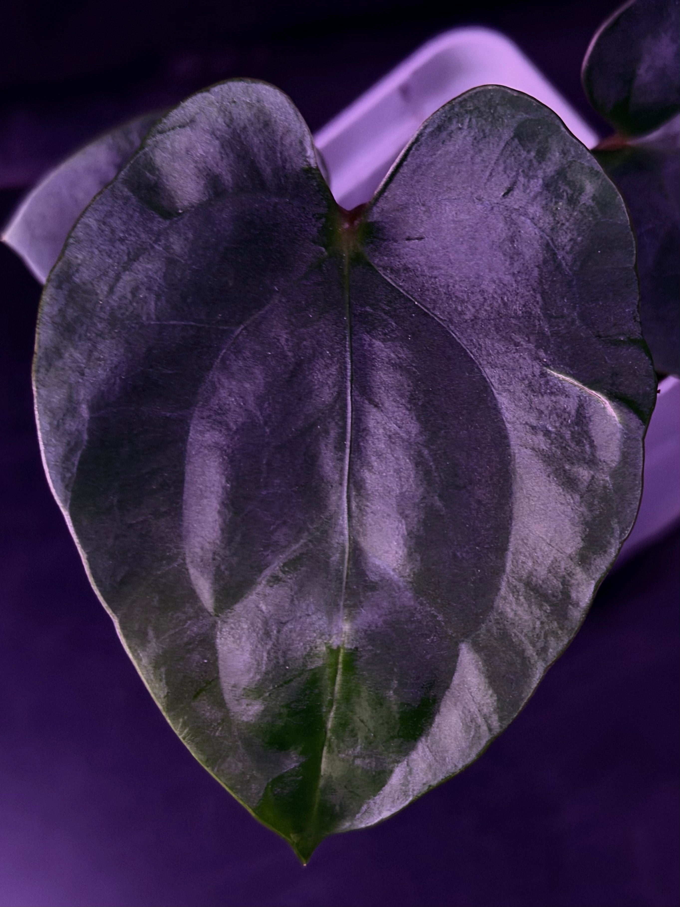 Anthurium RG Dressleri F1A x Night Dragon--Exact Seedling "B"