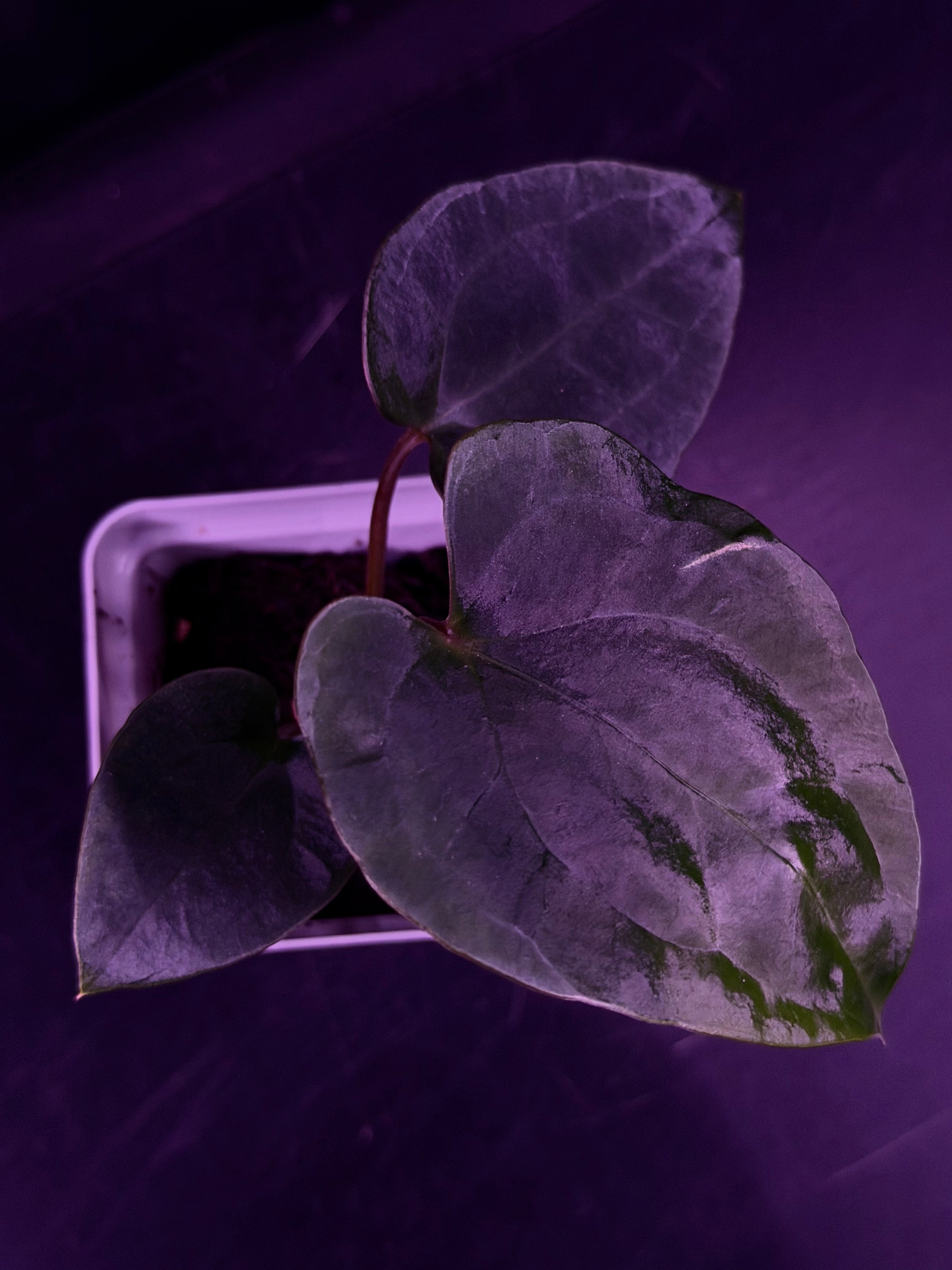 Anthurium RG Dressleri F1A x Night Dragon--Exact Seedling "B"