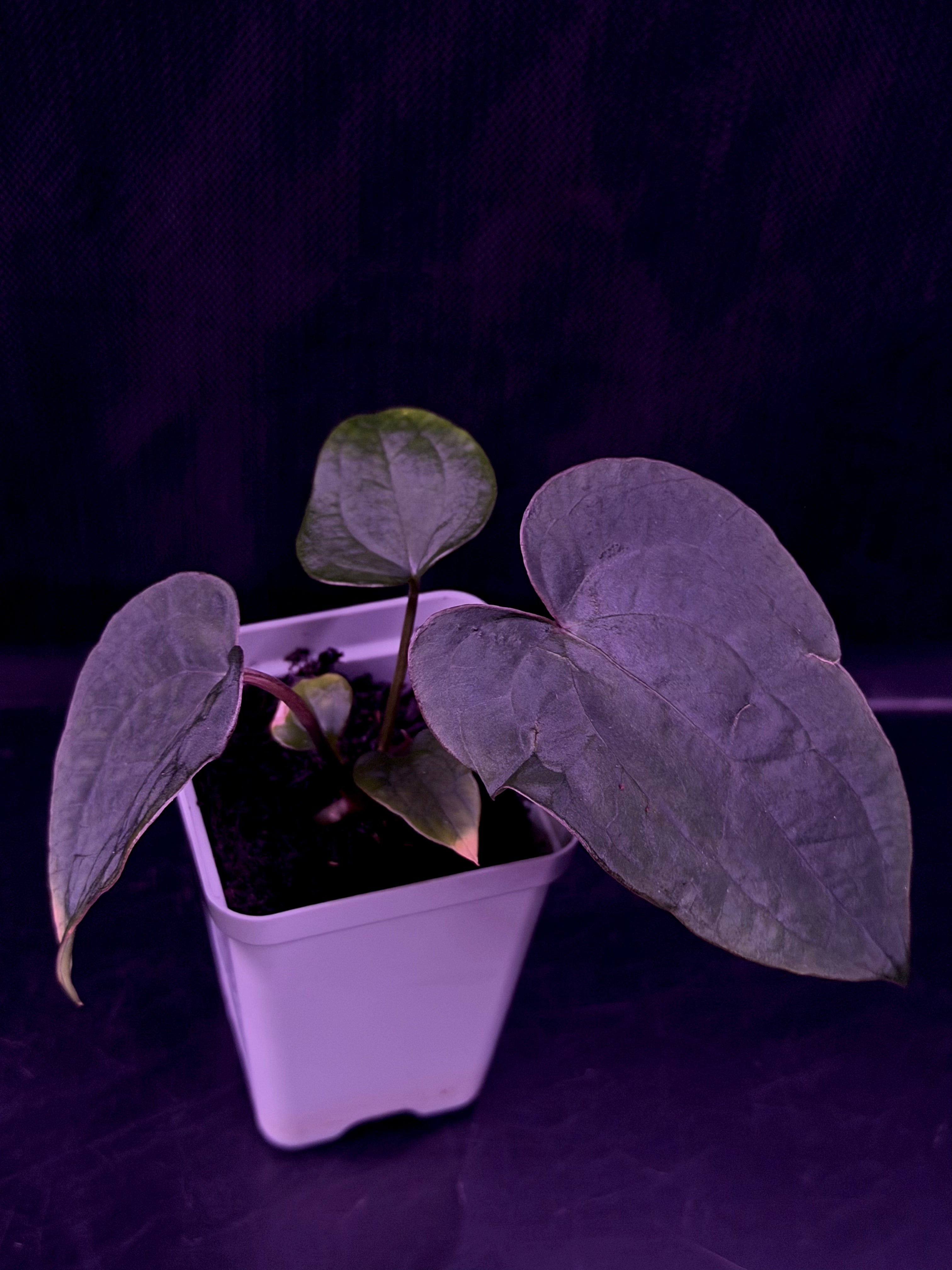 Anthurium RG Dressleri F1A x Night Dragon--Exact Seedling "C"