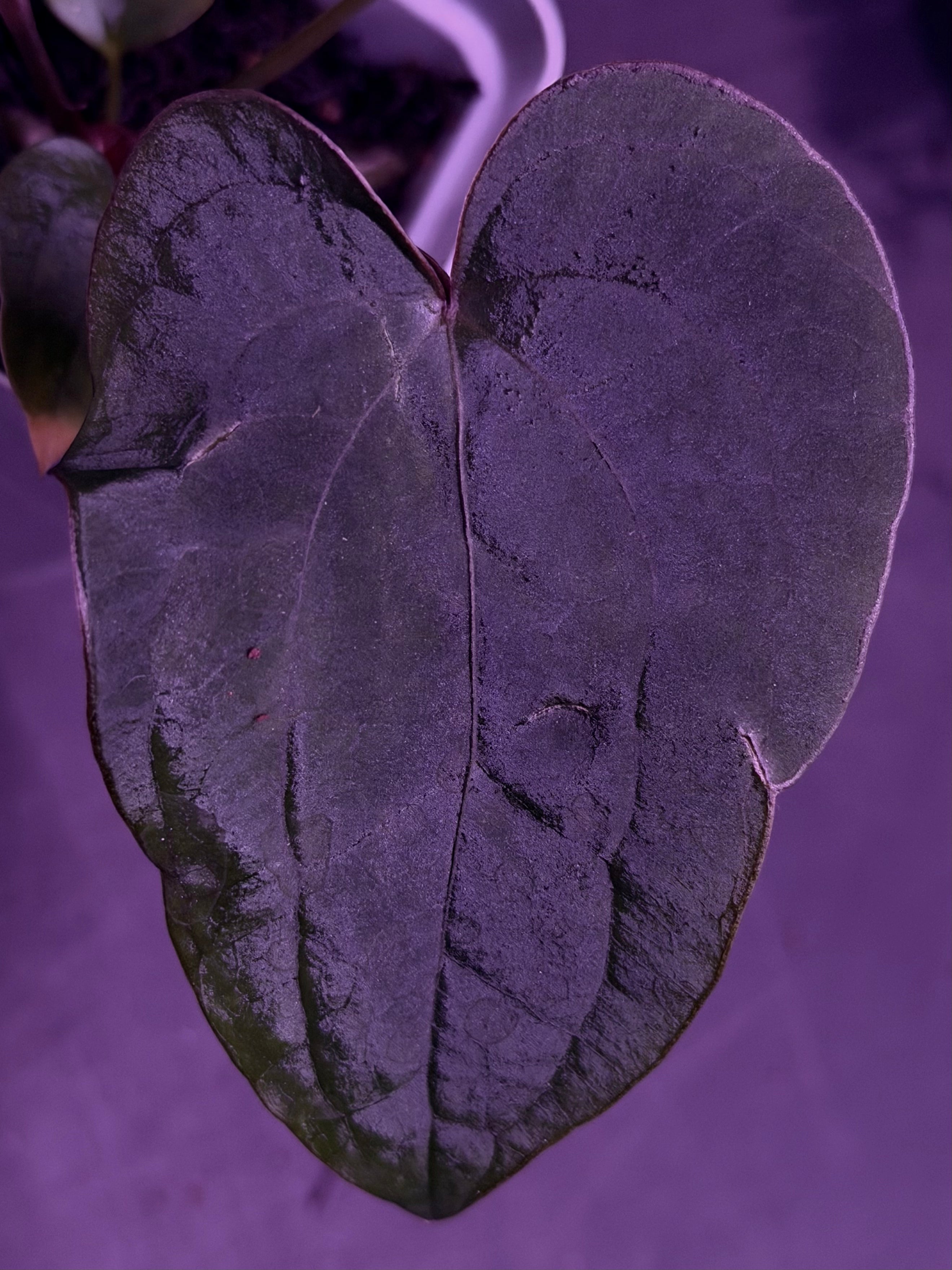 Anthurium RG Dressleri F1A x Night Dragon--Exact Seedling "C"