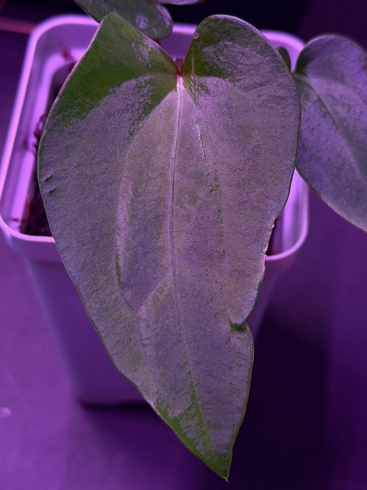 Anthurium RG Dressleri F1A x Night Dragon--Exact Seedling "D"