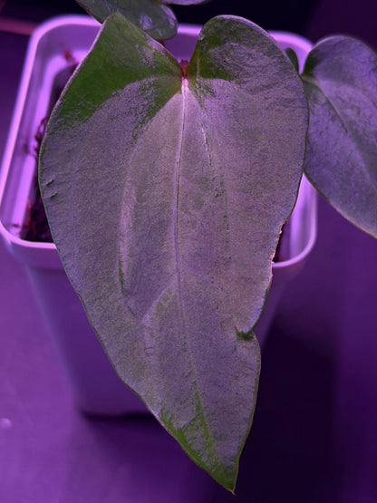 Anthurium RG Dressleri F1A x Night Dragon--Exact Seedling "D"