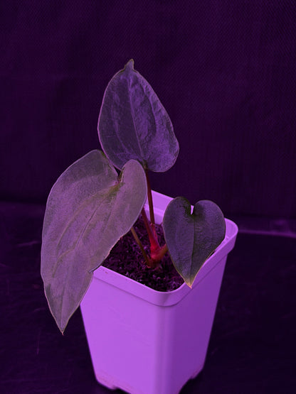 Anthurium RG Dressleri F1A x Night Dragon--Exact Seedling "D"