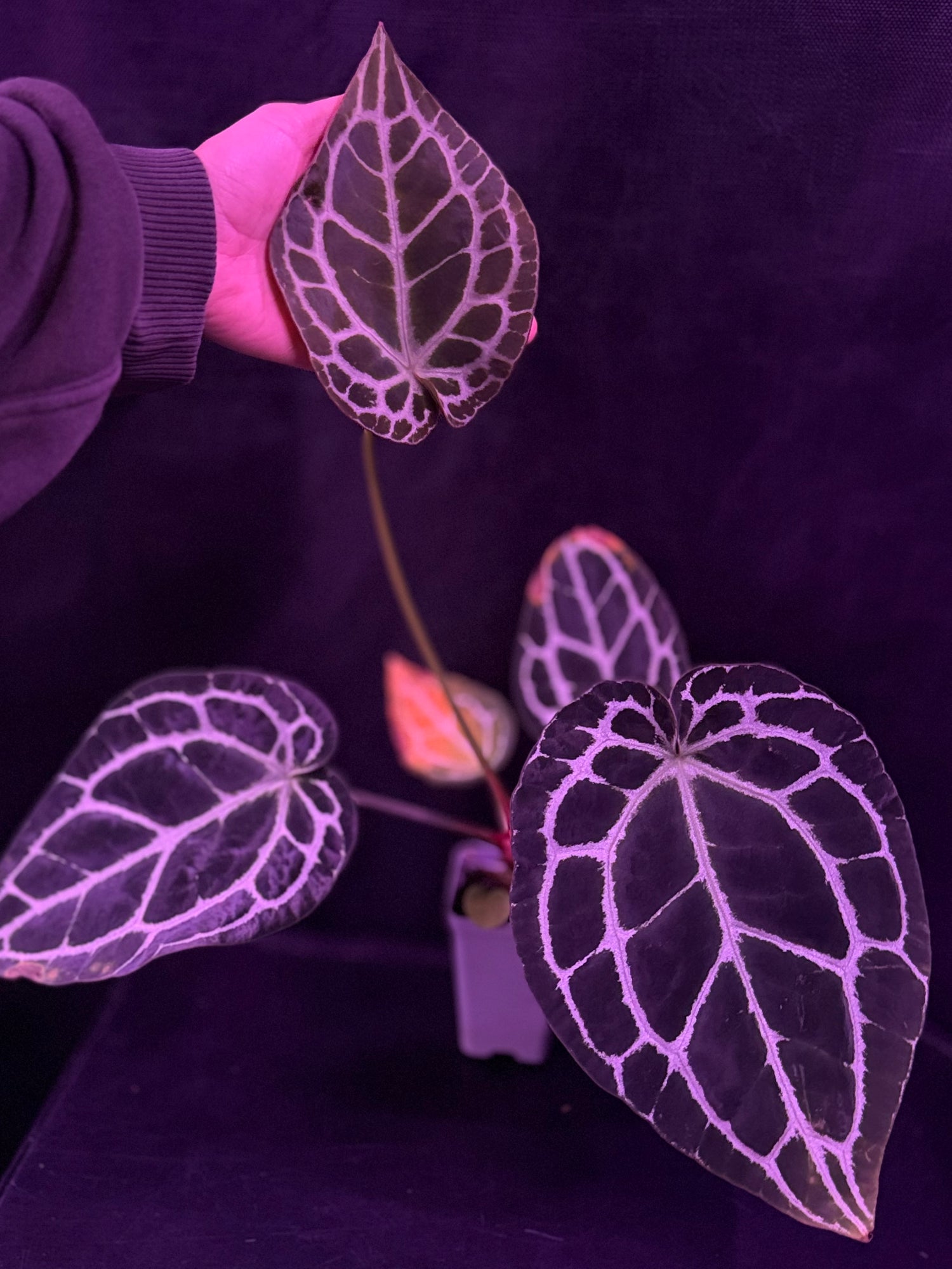Anthurium Heinz x Crystallinum Labyrinth—Small Cataphyll Sized Plant