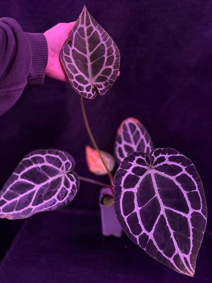 Anthurium Heinz x Crystallinum Labyrinth—Small Cataphyll Sized Plant