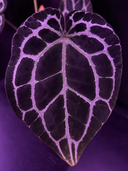 Anthurium Heinz x Crystallinum Labyrinth—Small Cataphyll Sized Plant