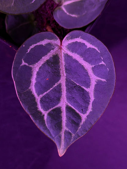 Anthurium Red Crystallinum x Red Crystallinum Premium--Exact Seedling "A"