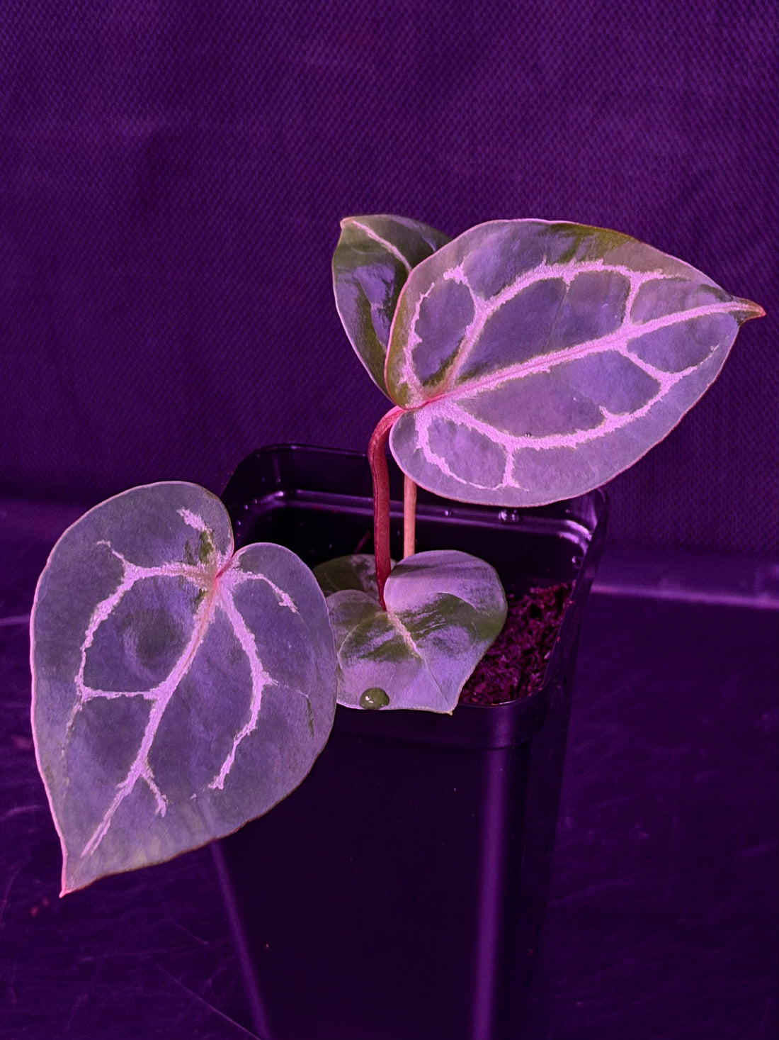 Anthurium Red Crystallinum x Red Crystallinum Premium--Exact Seedling "B"