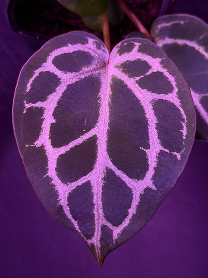 Anthurium Red Crystallinum x Red Crystallinum Premium--Exact Seedling "C"