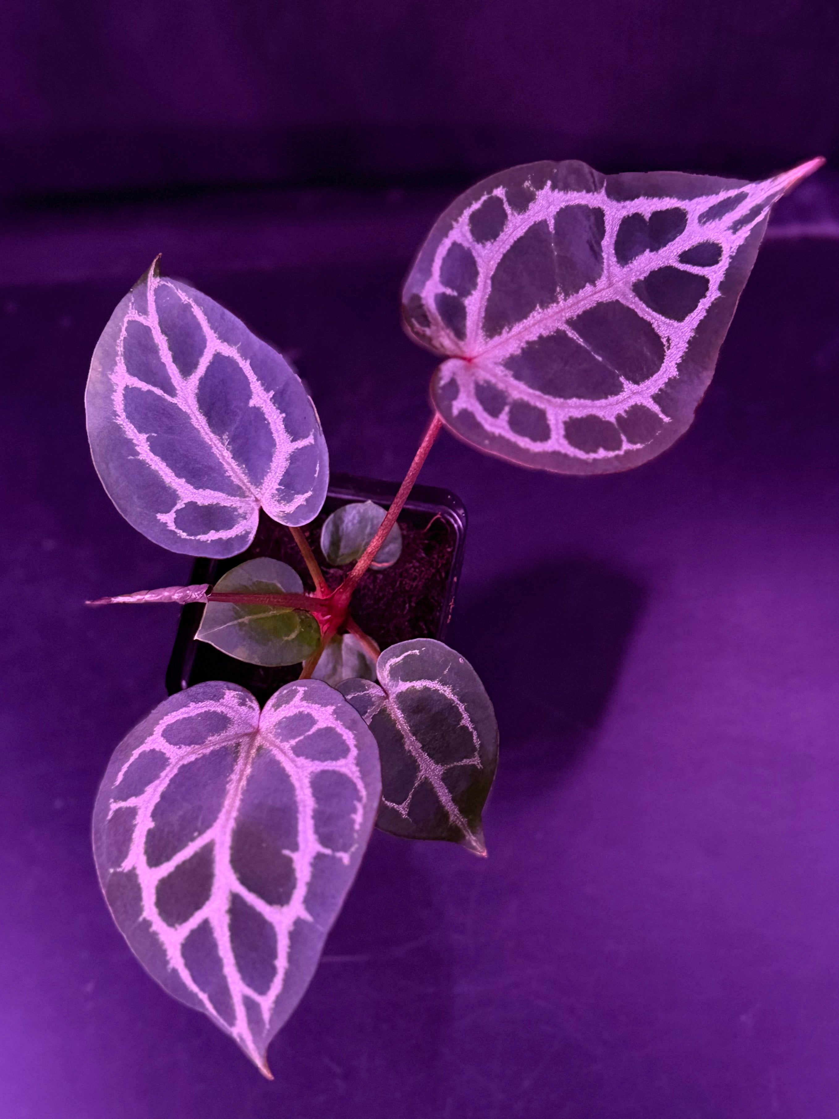 Anthurium Red Crystallinum x Red Crystallinum Premium--Exact Seedling "C"