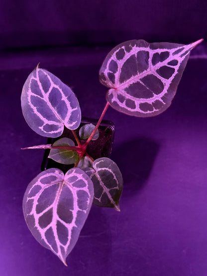 Anthurium Red Crystallinum x Red Crystallinum Premium--Exact Seedling "C"