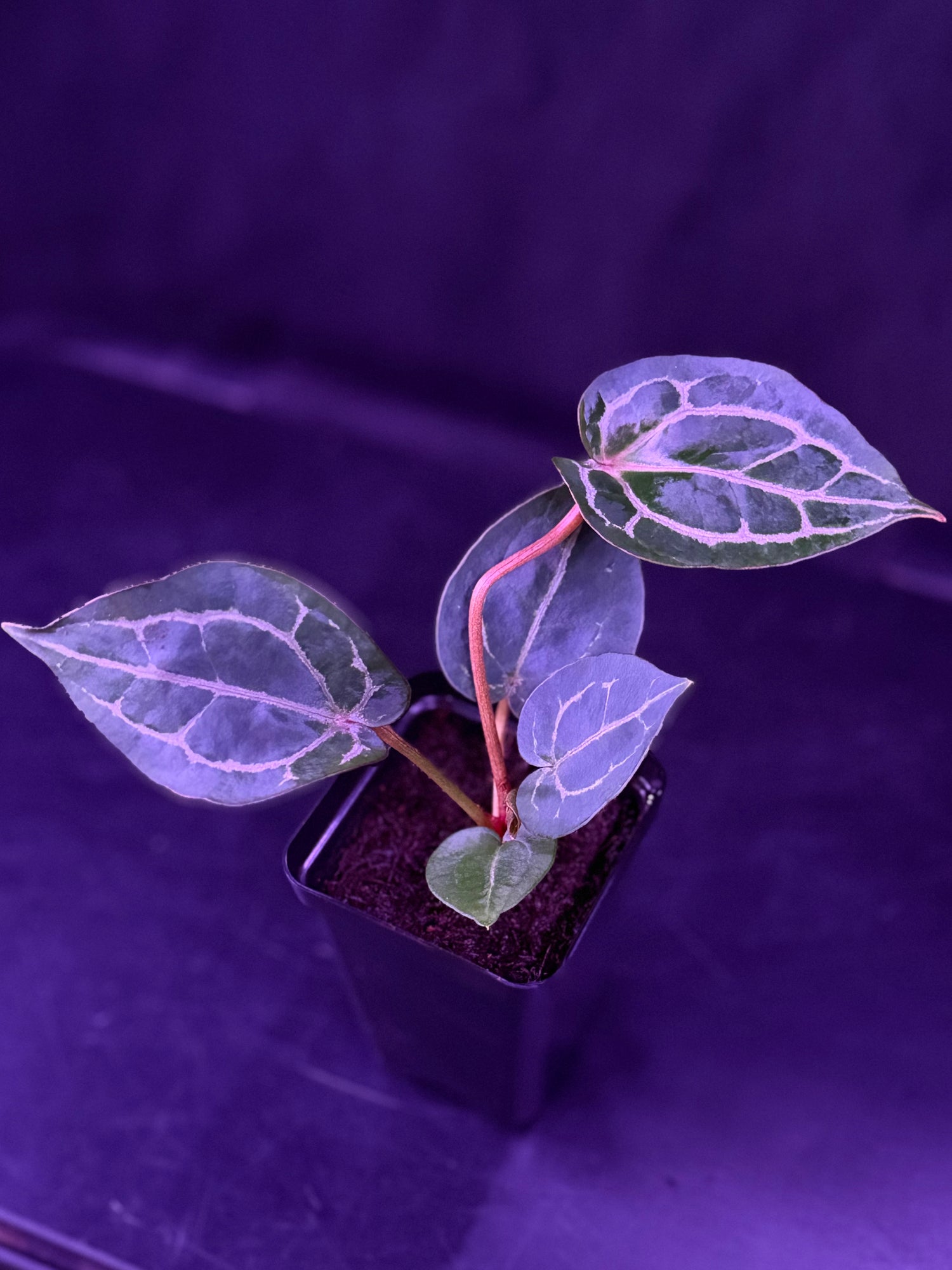 Anthurium Red Crystallinum x Red Crystallinum Premium--Exact Seedling "D"