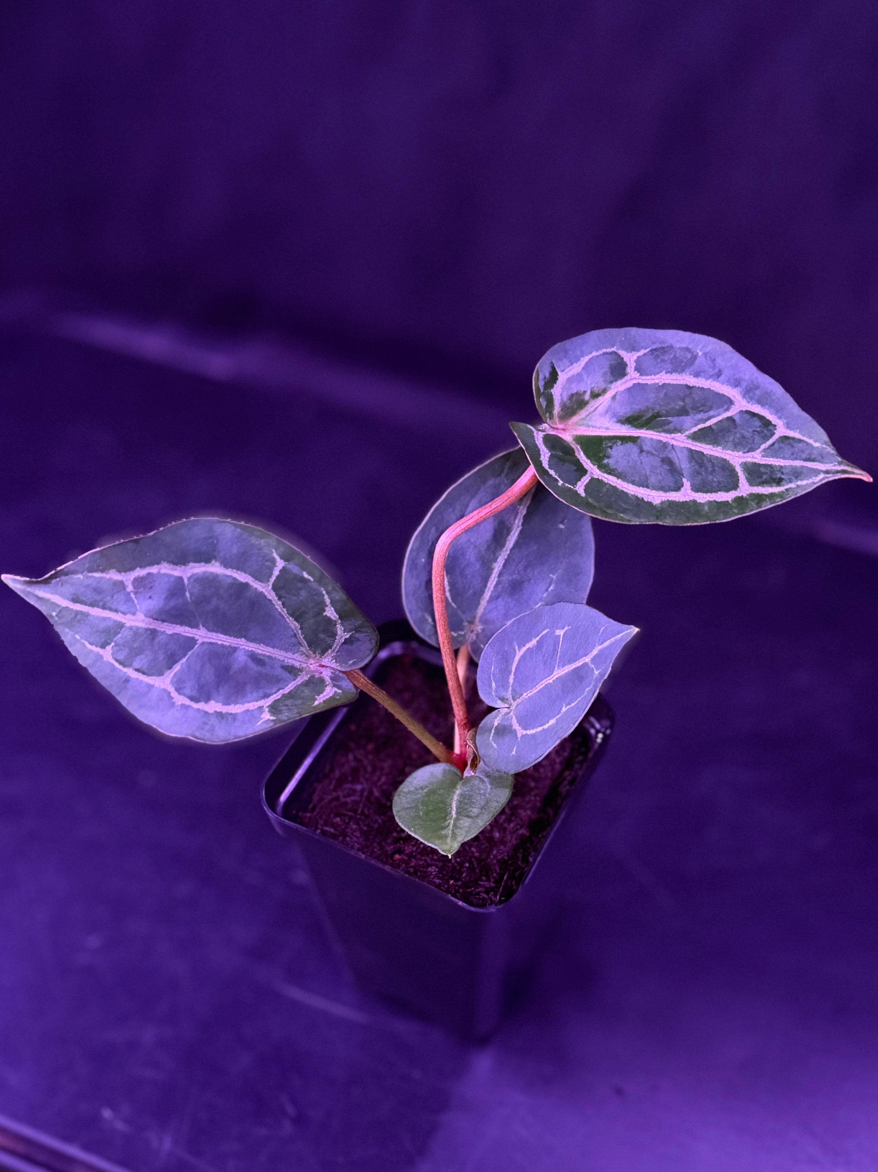 Anthurium Red Crystallinum x Red Crystallinum Premium--Exact Seedling "D"