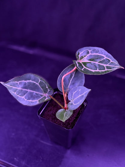 Anthurium Red Crystallinum x Red Crystallinum Premium--Exact Seedling "D"