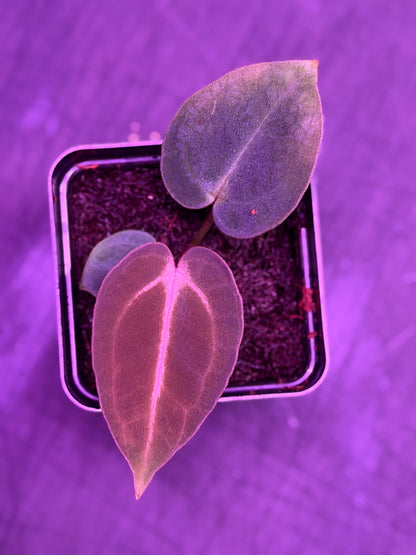 Anthurium Carlablackiae Ab 