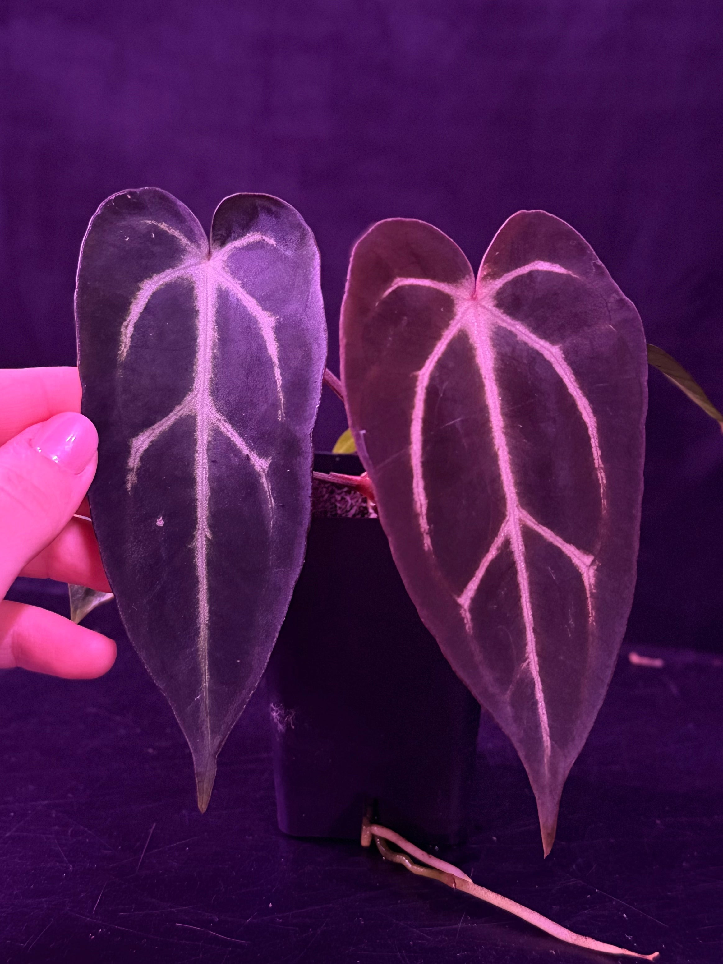 Anthurium Carlablackiae Amanda x Carlablackiae GPH001--Exact seedling "B"