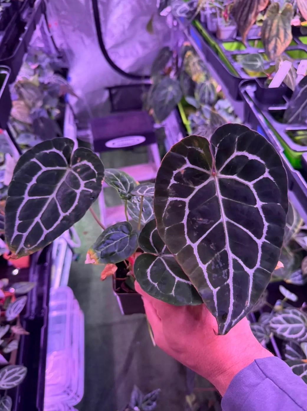 Anthurium Chocolate Crystal x Labyrinth-- Exact seedling "A"