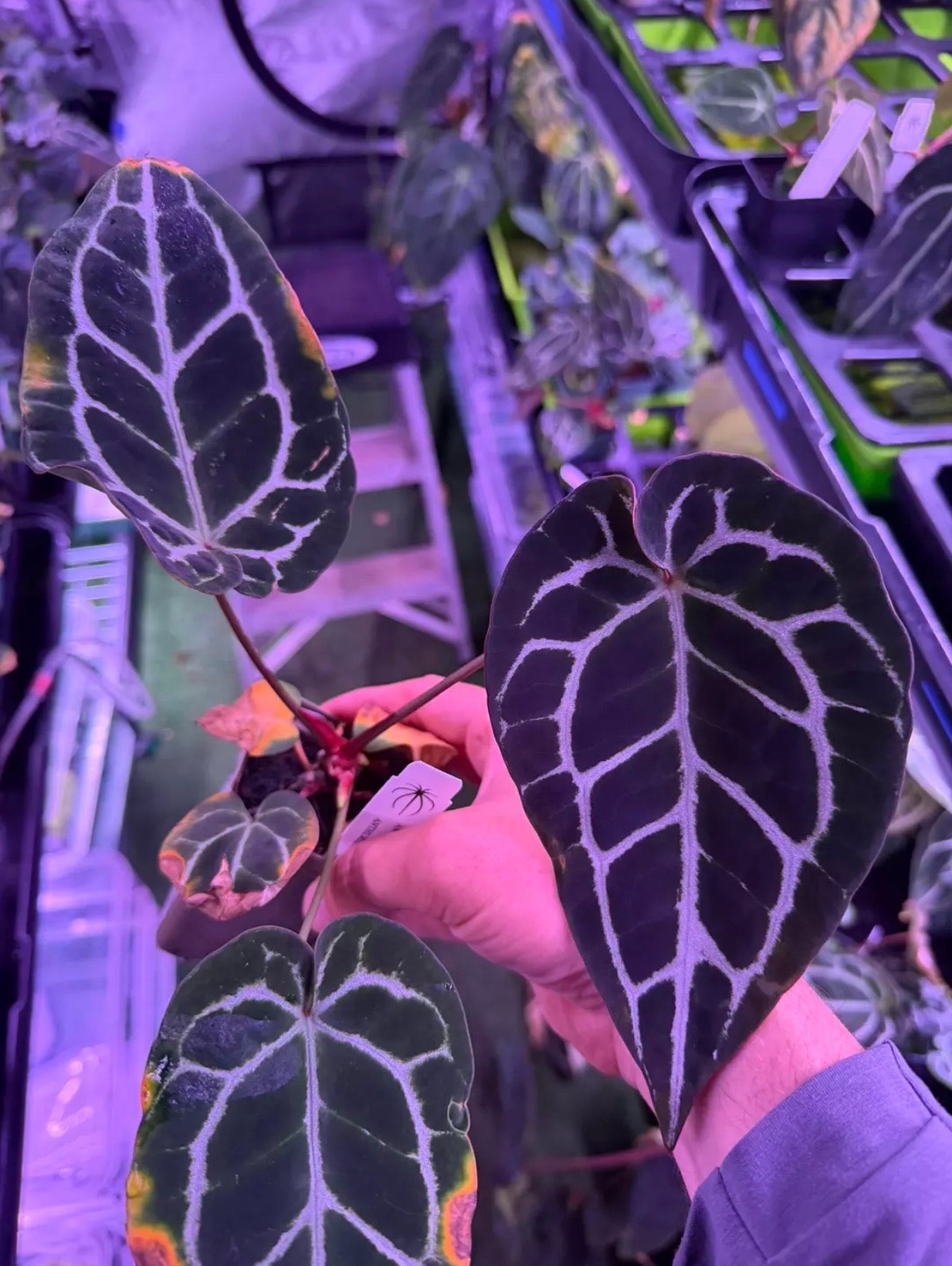 Anthurium Chocolate Crystal x Labyrinth-- Exact seedling "B"