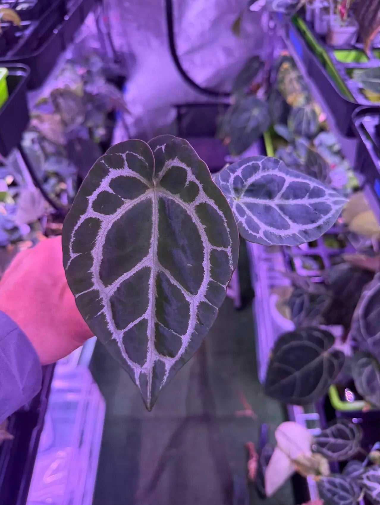 Anthurium Heinz x Labyrinth—Exact Seedling