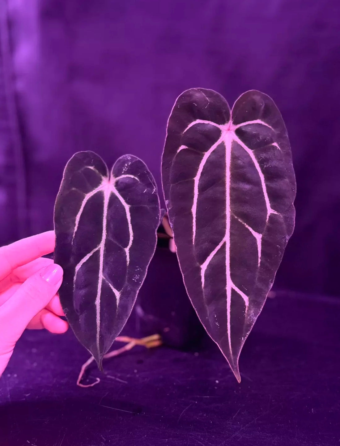 Anthurium Carlablackiae Amanda x Carlablackiae GPH001--Exact seedling "A"