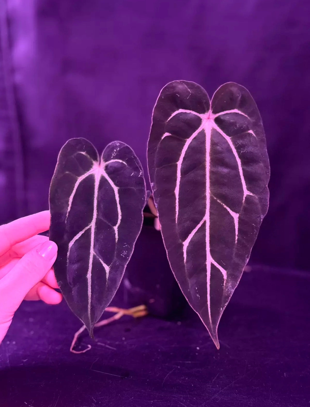 Anthurium Carlablackiae Amanda x Carlablackiae GPH001--Exact seedling "A"