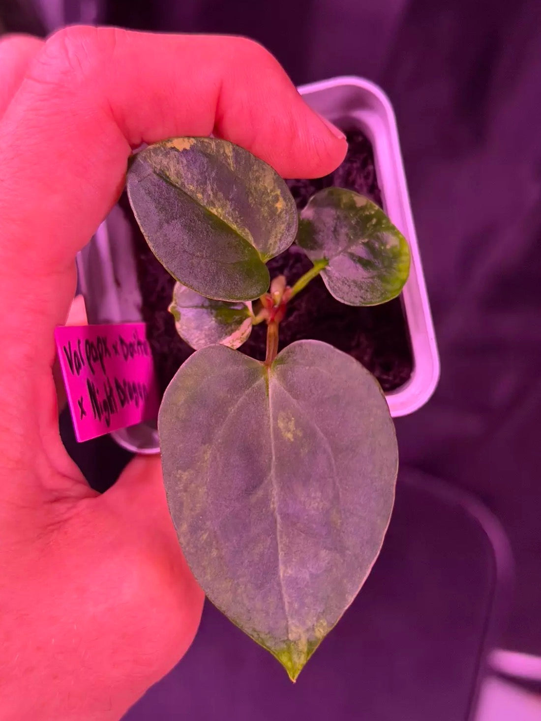 Var Papx x Night Dragon--Exact seedling