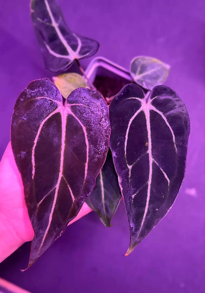 Anthurium Carlablackiae GPH001 x Carlablackiae Amanda--Exact Seedling