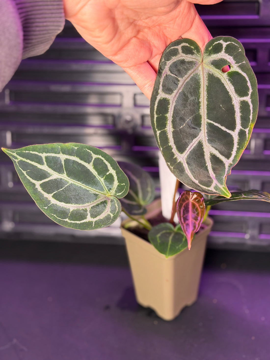 HS アンスリウム アンスリウム | 希少植物の販売 アグラオネマ専門販売店 HS アンスリウム アンスリウム | 希少植物の販売 アグラオネマ専門販売店