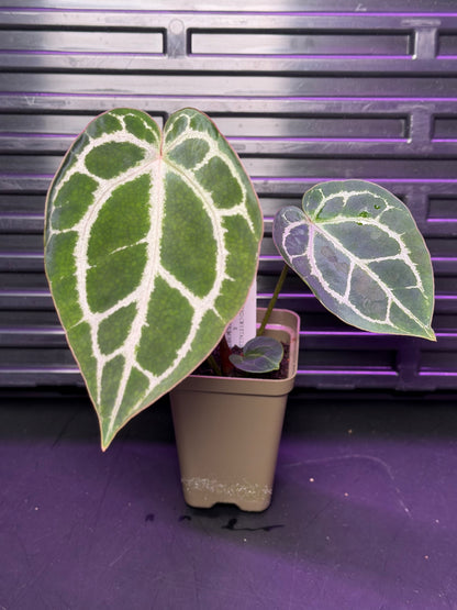 Anthurium Red Crystallinum Premium x Heinz—Exact Seedling "A"