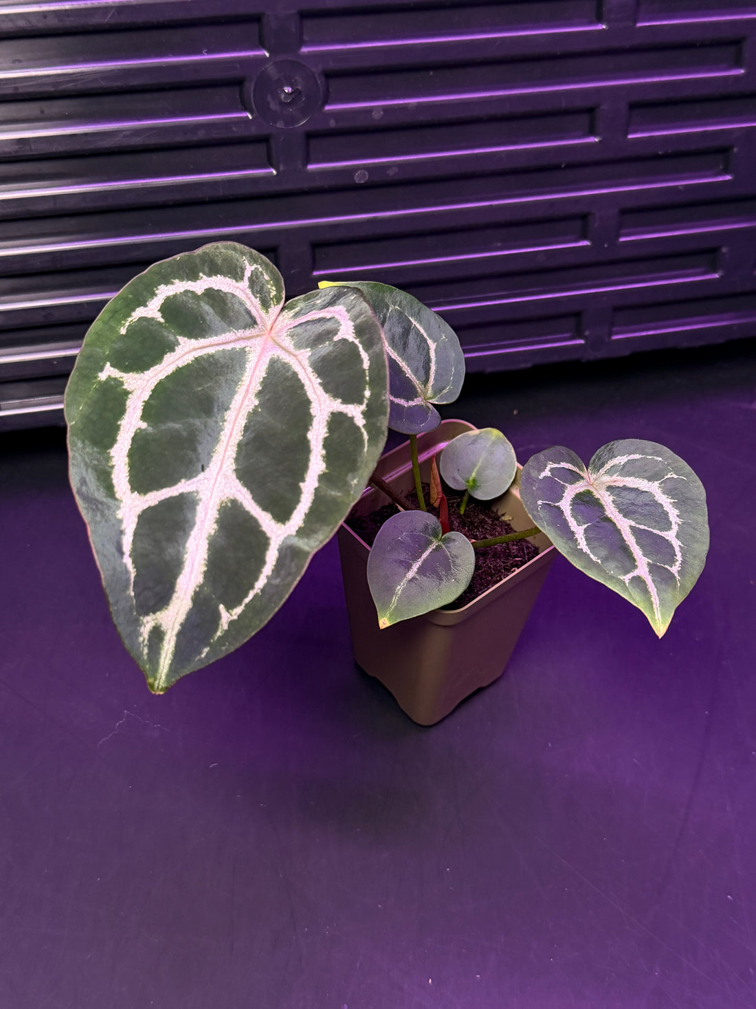 Anthurium Red Crystallinum Premium x Heinz—Exact Seedling "C"