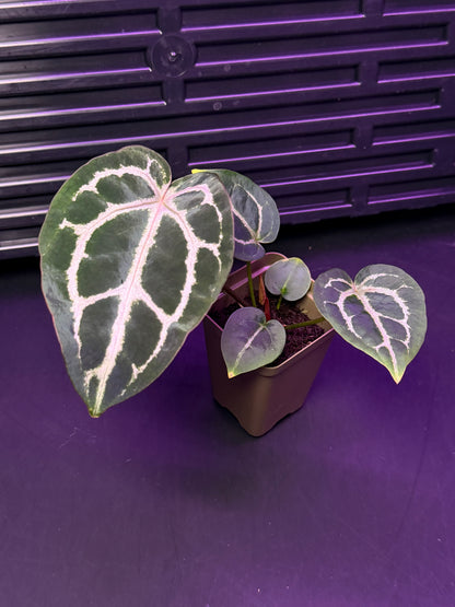 Anthurium Red Crystallinum Premium x Heinz—Exact Seedling "C"