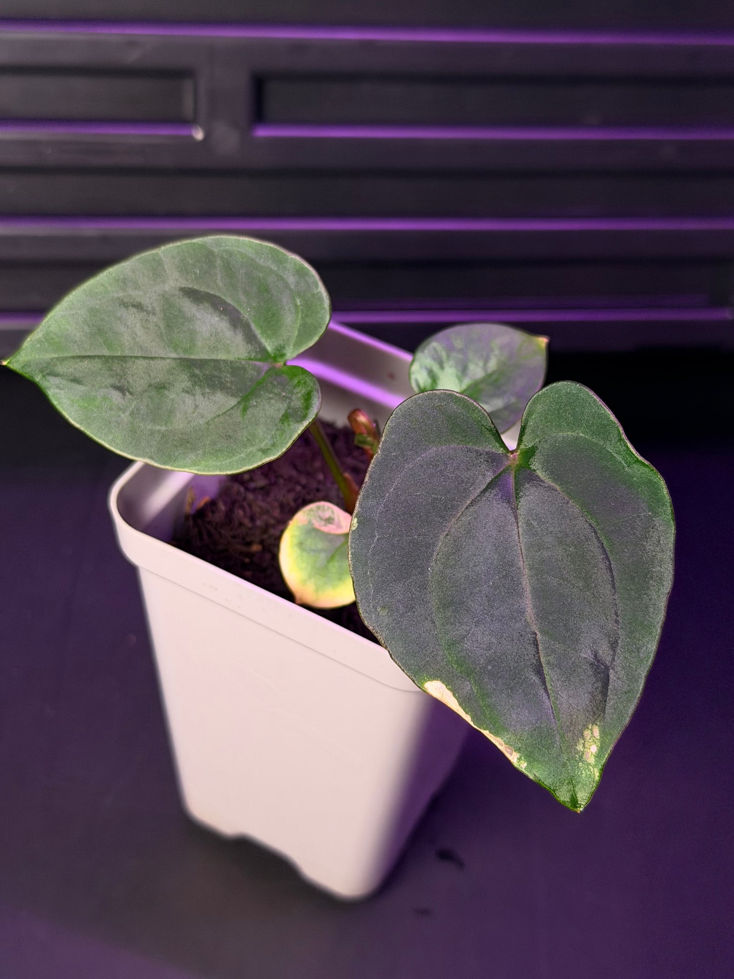 Anthurium RG Dressleri F1A x Night Dragon--Exact Seedling "A"