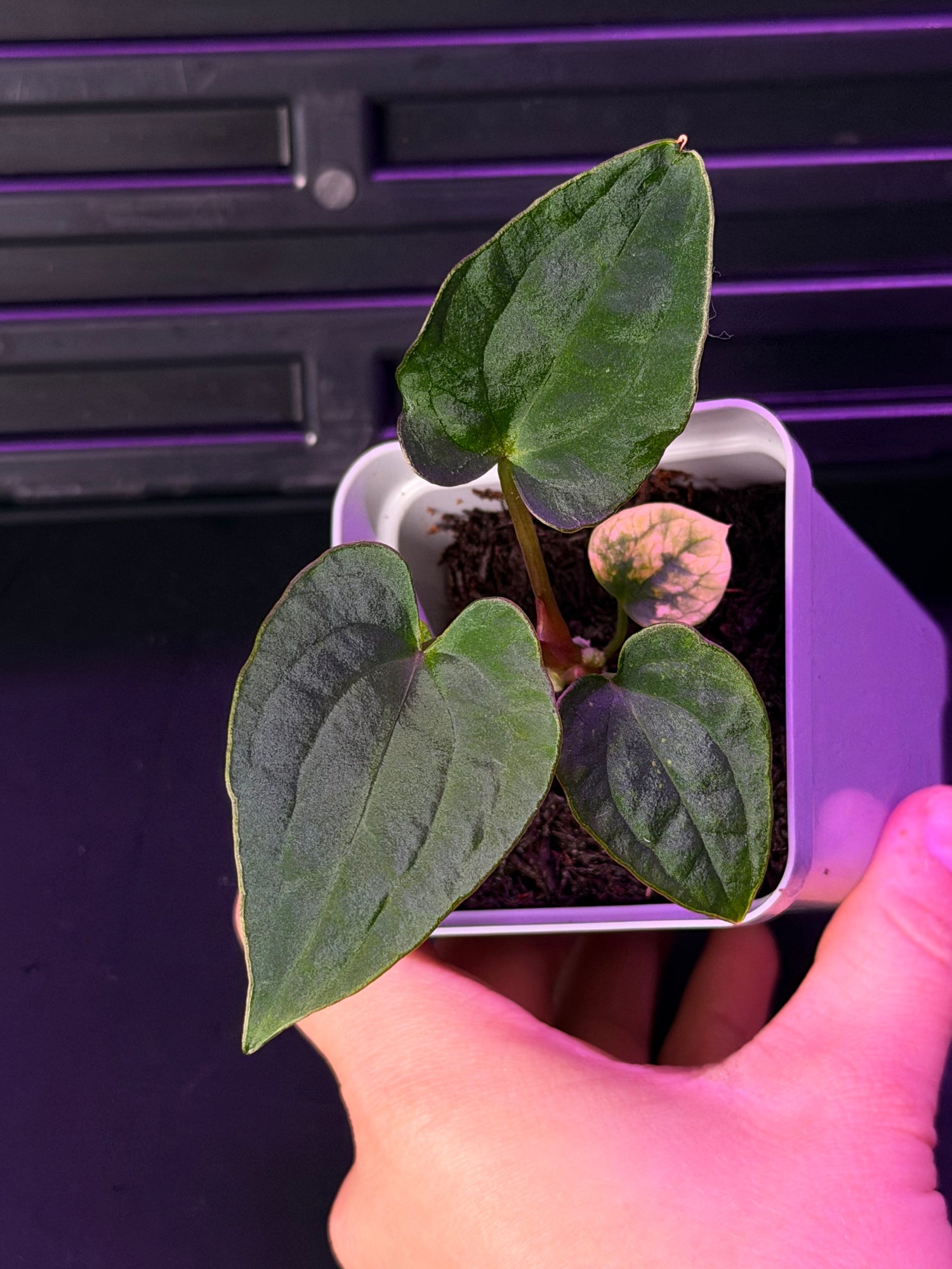 Anthurium RG Dressleri F1A x Night Dragon--Exact Seedling "B"
