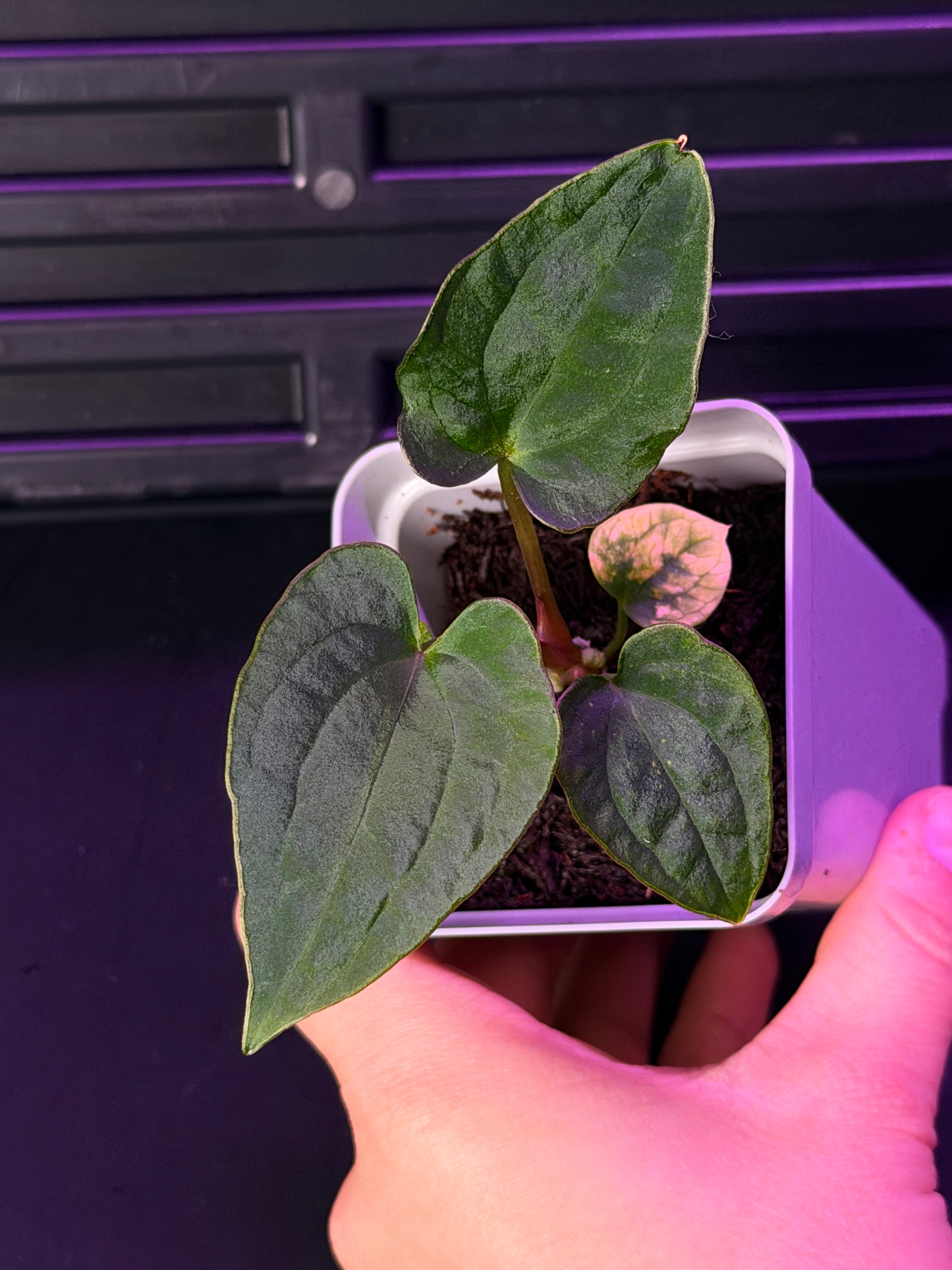 Anthurium RG Dressleri F1A x Night Dragon--Exact Seedling "B"