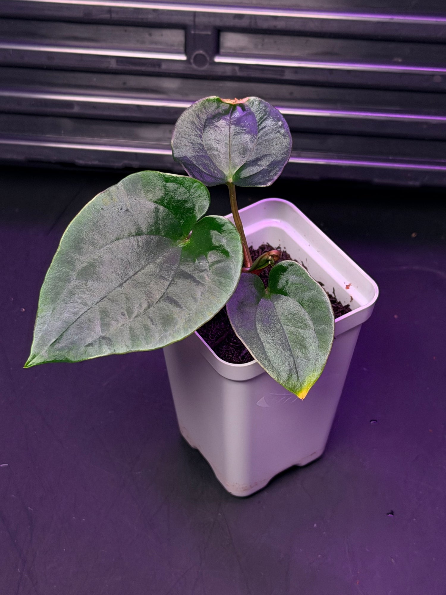Anthurium RG Dressleri F1A x Night Dragon--Exact Seedling "C"