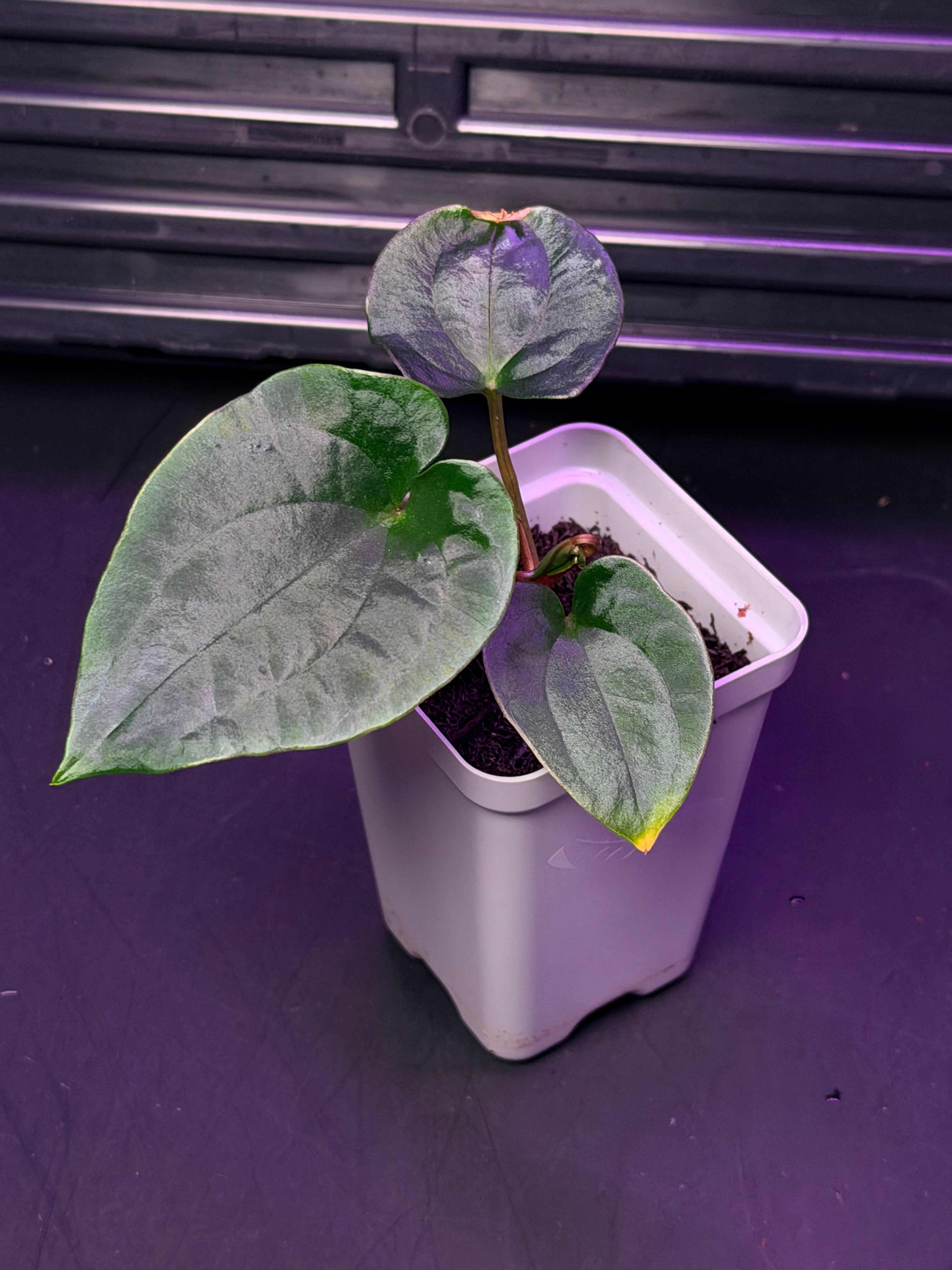 Anthurium RG Dressleri F1A x Night Dragon--Exact Seedling "C"