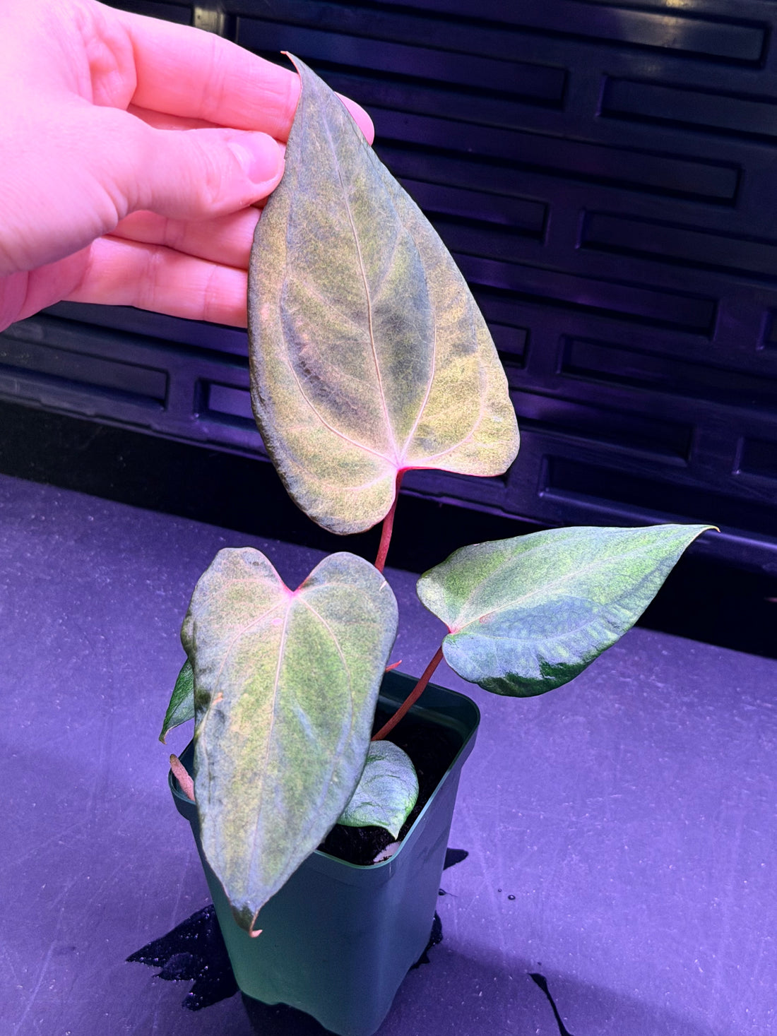 Anthurium Night Dragon x Dorito Port--Exact seedling "A"