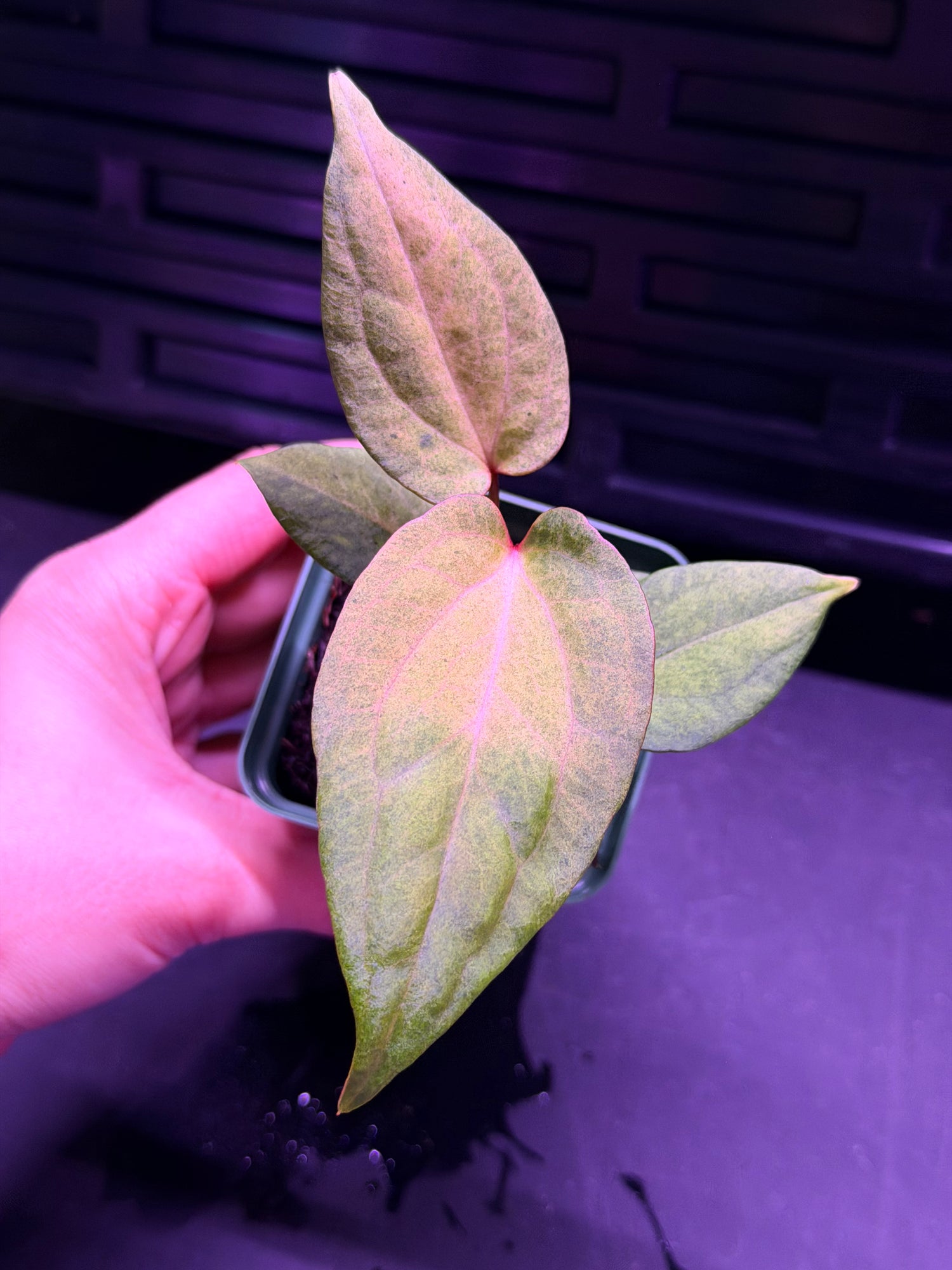 Anthurium Night Dragon x Dorito Port--Exact seedling "B"